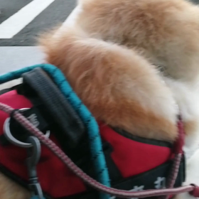 昨日は雨で水をさされた未来丸復活朝散歩。今朝は快調でした。途中で休みたい未来丸よく我慢しました。の画像