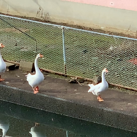 ガチョウが仲良く並んでる♪の画像