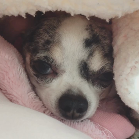 ゆく年くる年の画像