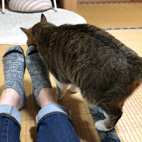 にゃぁ〜☆の画像