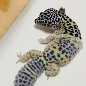 ピムの脱皮　お手伝いありの画像