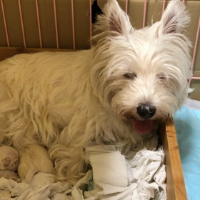 じゃすみんがママになりましたの画像