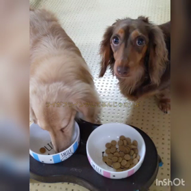 アマアマ飼い主の画像