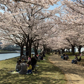 桜、桜、桜の画像
