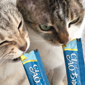 ちゅーる大好き♪の画像