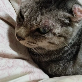 あずきばぁの画像