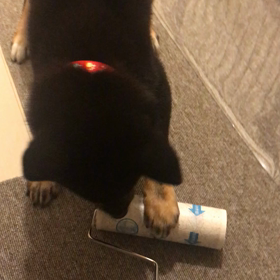 コロコロの画像