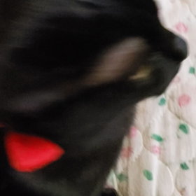 ペロンの毛布の画像