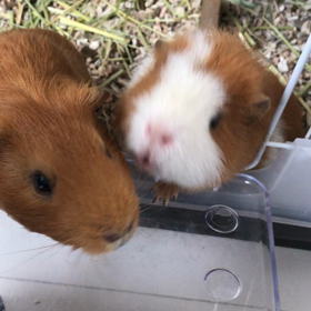 ビタミンタブレットは意外と美味しい？の画像