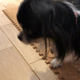 ベスタのこと☺︎の画像