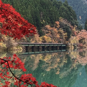 紅葉と特急！の画像