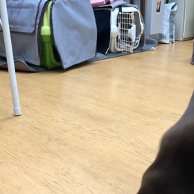 まずはこんな感じからスタートでヨシよ。の画像