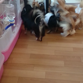 ワンコとこに鏡置いてみた(笑)の画像