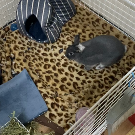 チロルがの画像