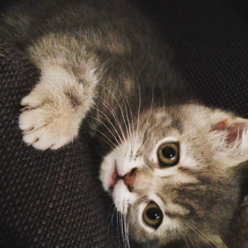 ハイパーすぎる今日この頃なチビチビの画像