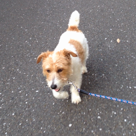 散歩の帰りの画像