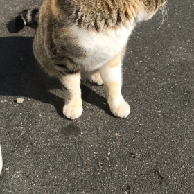 動物愛護の画像