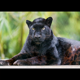 クロヒョウ❎ペッタムダンス♪の画像