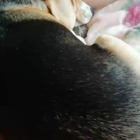 モカの朝寝の画像