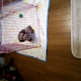 始めての「オスワリ」プーチン!!の画像