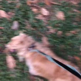 ♪お散歩動画♪代々木公園♪の画像