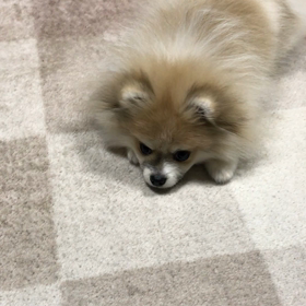 進化と12秒。の画像