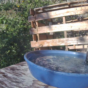 すぎぴたんの事件簿シーズン3　407話（「カラスの行水」をするメジロ）の画像