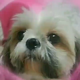 私の御守り☆の画像