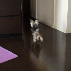 ボールを追ういぬ。の画像