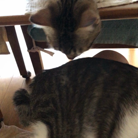 ごめん…デールの気持ちを分からず。の画像