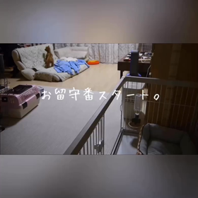 フリーでお留守番してみたの画像