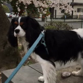 桜散らしの雨かしらの画像