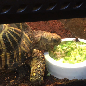 オクラを食べるビルマ♪の画像