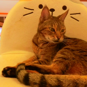 2017年12月５日　猫カフェバロンの画像