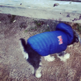 寛 平ちゃんの画像