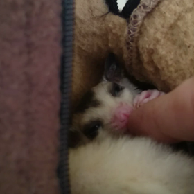 モザイクヘテロクリミノの男の子の画像