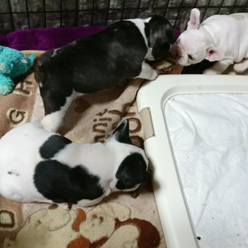 兄弟喧嘩にオカン吹き出す❗の画像