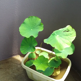 順調順調(^〇^)の画像