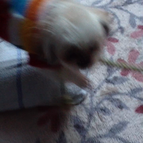 つなひき動画の画像