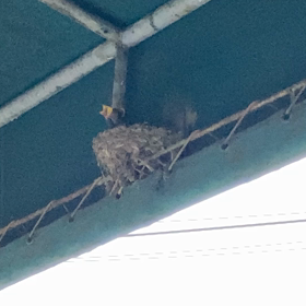 今季二度目の画像