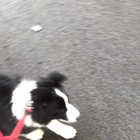 販売中 ボーダコリー子犬の画像