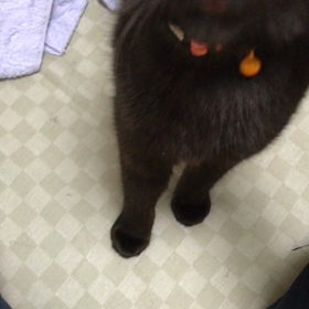 ちーちゃんソワソワの画像