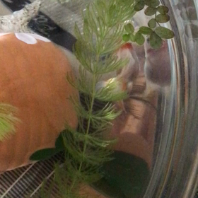 大きくなったーの画像