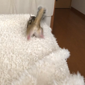 シマリスももストレッチ〜♪の画像