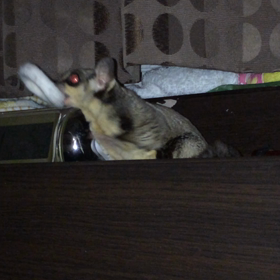 ウロウロもも太くんの画像