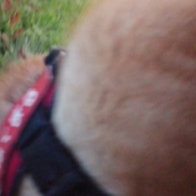 今朝は久しぶりの安倍川の土手、冠雪の富士山も見える。未来丸はリラックスしながら散歩できたかな？益の画像