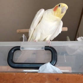 口笛(´ﾟзﾟ)～♪の画像