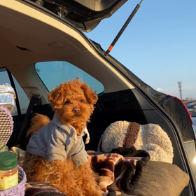 甘える熊の画像