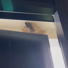 今朝のツバメの画像