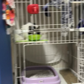 ひめの名前の由来の画像